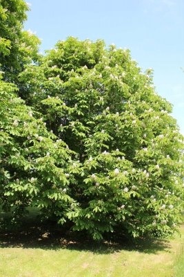 Aesculus hippocastanum - jírovec koňský (maďal) - kvetoucí habitus (41)